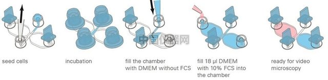 易必迪ibidi細(xì)胞趨化性試驗(yàn) u-Slide Chemotaxis 2D 圖3.png