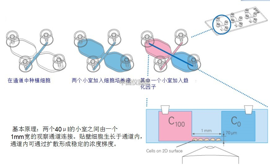 易必迪ibidi細(xì)胞趨化性試驗(yàn) u-Slide Chemotaxis 2D 圖2.png