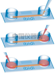 易必迪 ibidi 培養&染色 u-Slide I 圖1.png