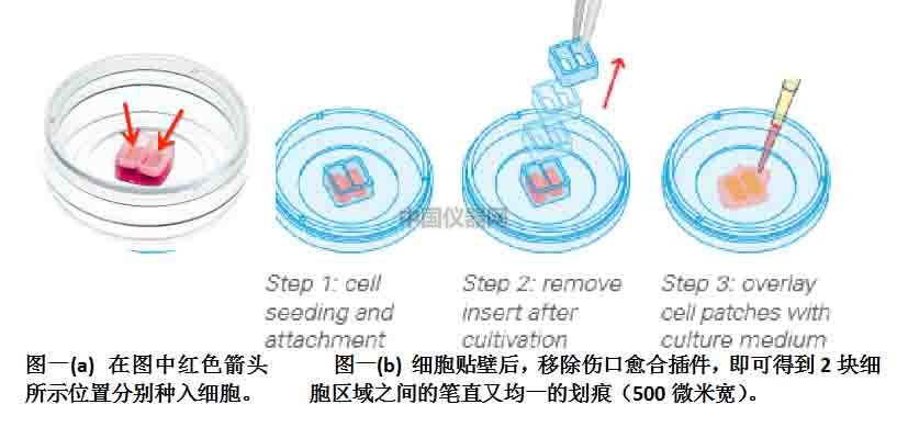 傷口愈合/細胞劃痕實驗新方法-如何劃出筆直均一的劃痕