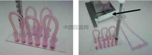 探討流體剪切力對細胞活動的影響--流體剪切力對細胞吸收人造細胞器的影響