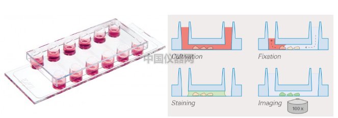 通道載玻片--受牙齦菌感染的Ca9-22細(xì)胞中IL-33免疫熒光染色實(shí)驗(yàn)