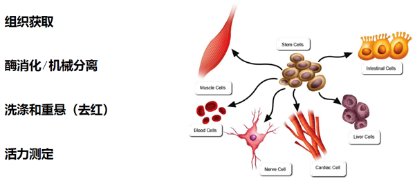 單細(xì)胞懸液制備一般原則